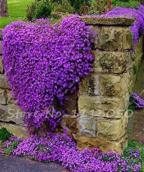 Rainbow Creeping Thyme Plants Blue Rock Cress Perennial Ground Cover
