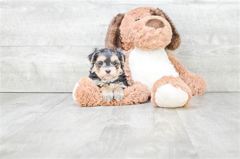 Morkie puppies for sale in ohio. Morkie Puppies for Sale - On-the-spot Adoption in Ohio ...