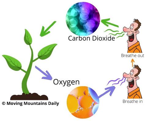 Examining The Process Of Cellular Respiration Moving Mountains Daily