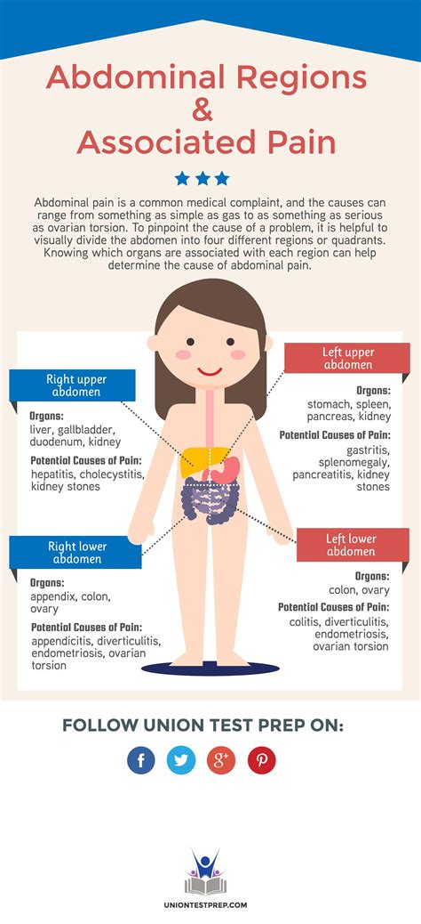 Female Abdominal Organs Diagram Instant Anatomy Abdomen Areas