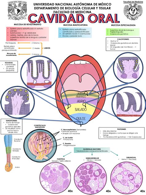 Infografia Cavidad Oral Histo Epitelio Plano Estratificado The Best