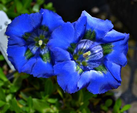 We did not find results for: Names Of Blue Flowers