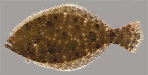 Southern Flounder Discover Fishes