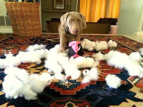 Youre Busted Funny Dogs Cute Animals Funny Animals