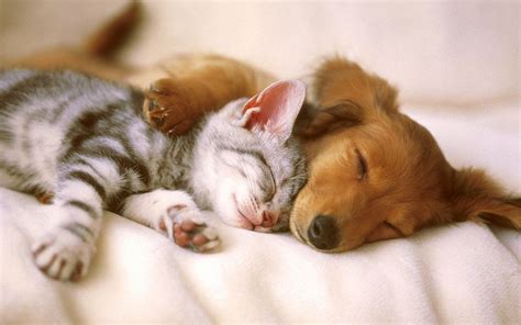 Proof That Puppies And Kittens Are Better Together