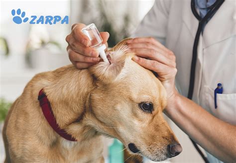 Otitis en perros síntomas causas y tratamiento Clínica Veterinaria Zarpa