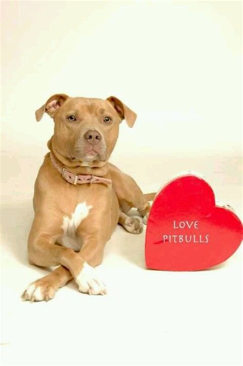 80 Best Valentine Pitbulls Images On Pinterest Pit Bull Pit Bulls