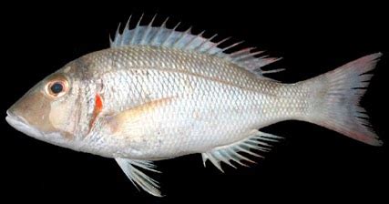 Ikan Lencam Atau Pink Ear Emperor; Klasifikasi, Morfologi, Habitat Dll