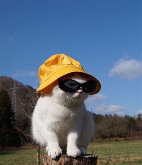 Pins Tookiex Cat Wearing A Bucket Hat And Sunglasses Cute Little