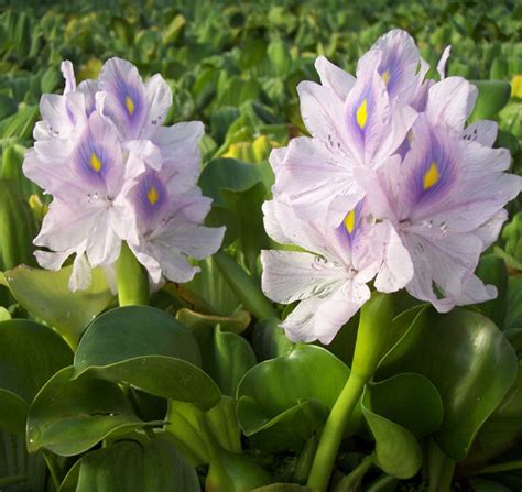 Water Hyacinth / Eichhornia crassipes