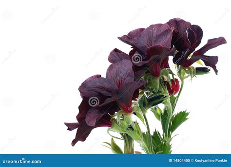Black Geranium Stock Image Image Of Plant Nature Gardening 14504405