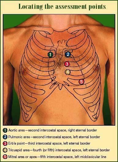Points For Ausculating Heart Sounds Aortic Pulmonic Erbs Tricupsid