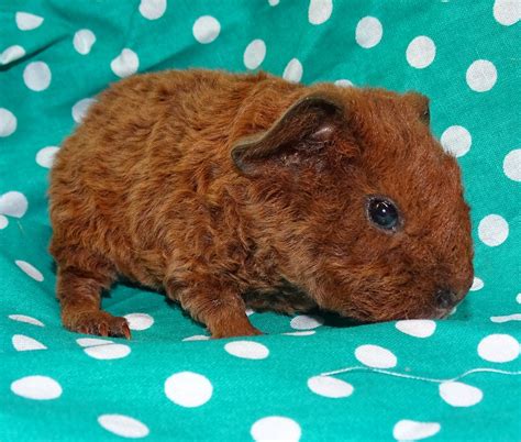 Guinea Pig For Sale Petfinder