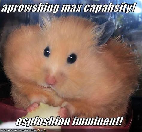 Funny Pictures Hamster Eats Cheese Zebedeezebedee Flickr