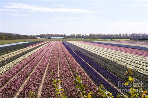 flower field holland photograph by sara meijer fine art america