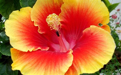 Red Hibiscus Flower Wallpapers Wallpaper Cave