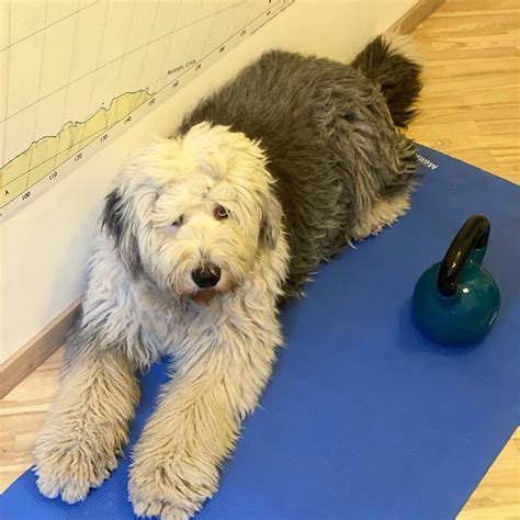 Pin On Old English Sheepdogs