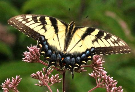 Eastern Tiger Swallowtails Dark Female Light Females And Male What