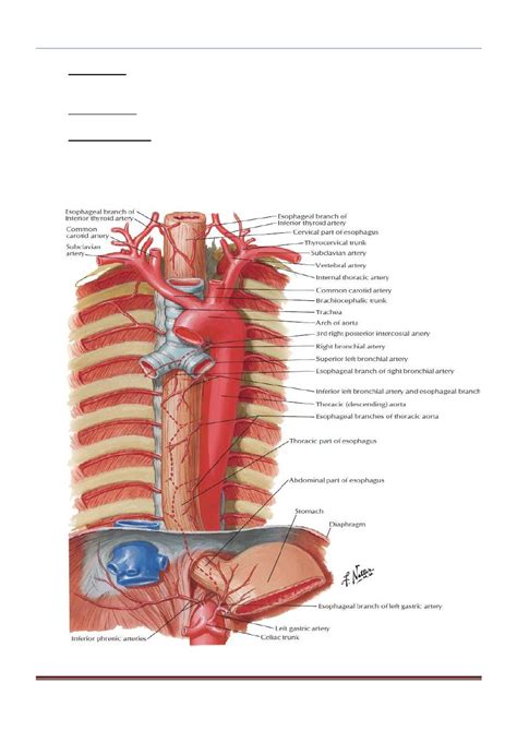 The Chest Anatomy Lec 03 Pdf D Ahmed Abd Alameer Muhadharaty