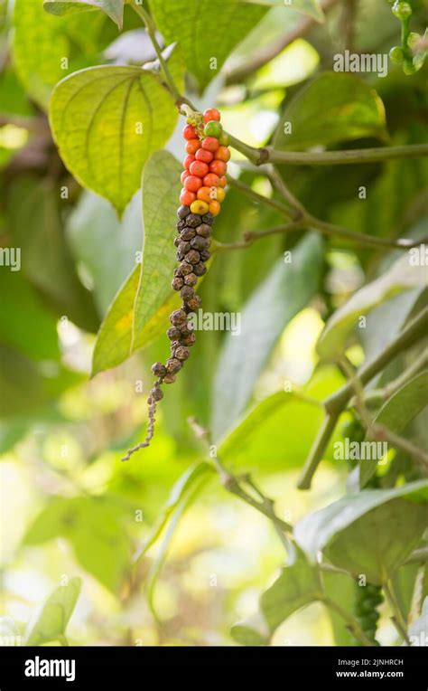 Black Peppercorn Ripe And Dried Black Pepper Fruits Or Drupes On The