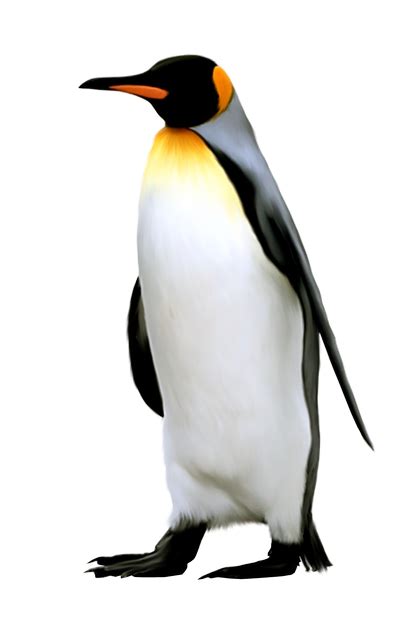 King Penguin Antarctica Emperor Penguin Penguin Png Download 409