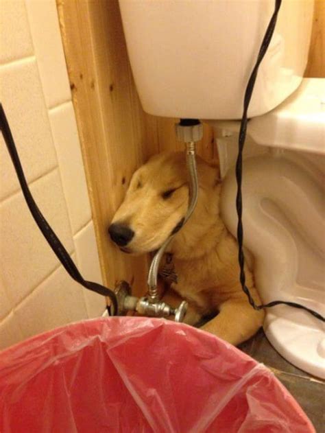 The Most Awkward Dogs 30 Photos Funny Things