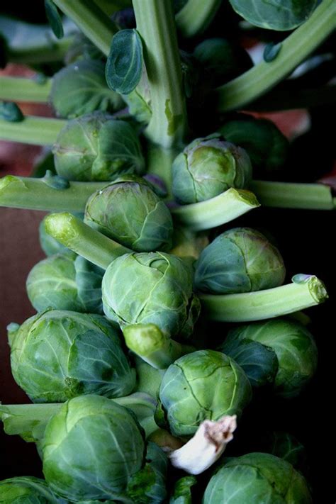 Growing Brussels Sprouts Bonnie Plants Harvesting Brussel Sprouts