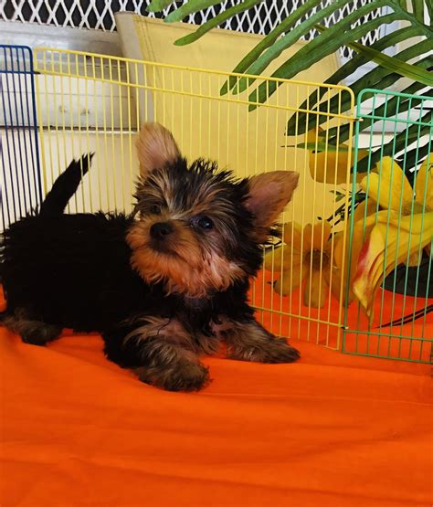 Happy, healthy puppies for sale in boca raton, florida. Yorkshire Terrier Puppies For Sale | Miami, FL #291142