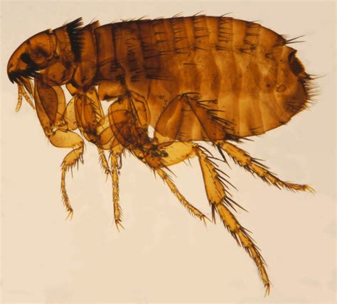 Homeowner Tips To Fight Fleas
