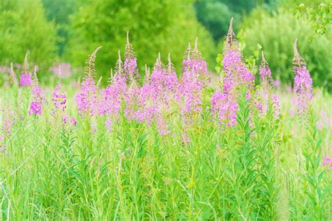 Summer June Beautiful Landscape With Flowering Fireweed And Mead Stock
