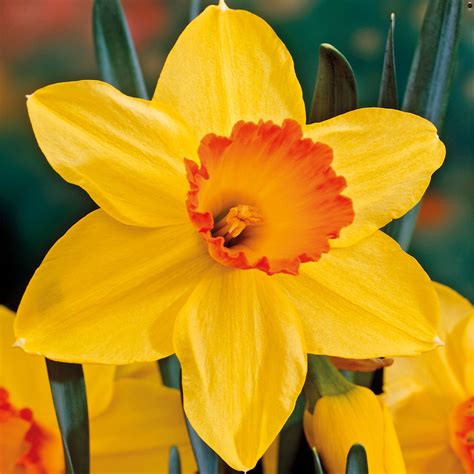 Daffodil Red Devon Mirror Garden Offers
