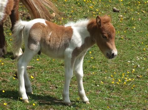 Hericus Miniature Shetland Pony Stud May 2010