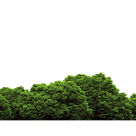 Forest Png File Png All