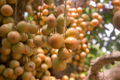 Burmese Grapes Lotkon A Single Lotkon Tree Is Handy En Flickr