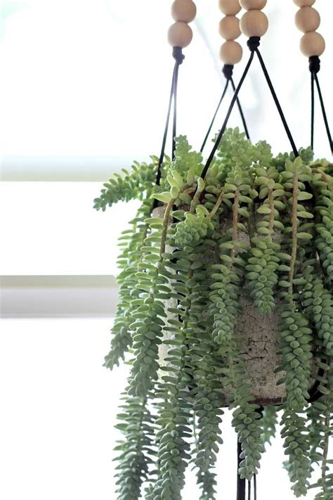 Burro's tail cacti growing outdoors need sites with eastern, southern or northern exposure receiving six or more hours of daily sun. Pin on Houseplants