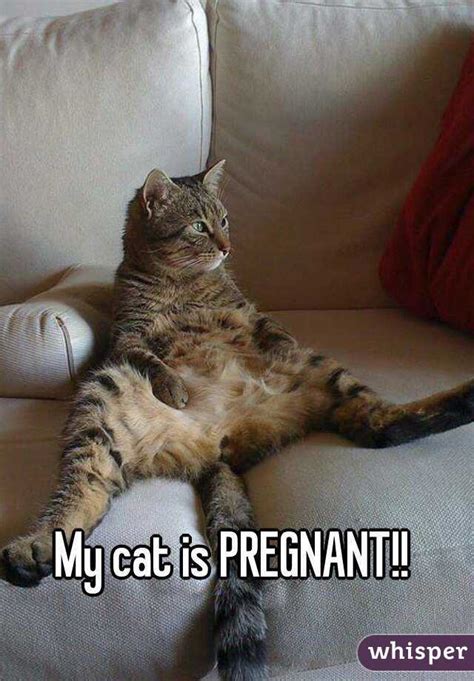 My Cat Is Pregnant