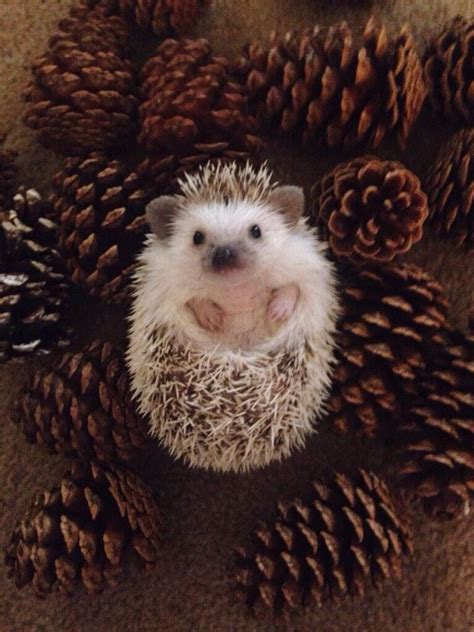 Cute Hedgehog Baby Animals Cute Baby Animals Animals Beautiful