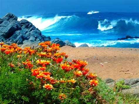 32 Best Images About Oceanview With Flowers On Pinterest Summer