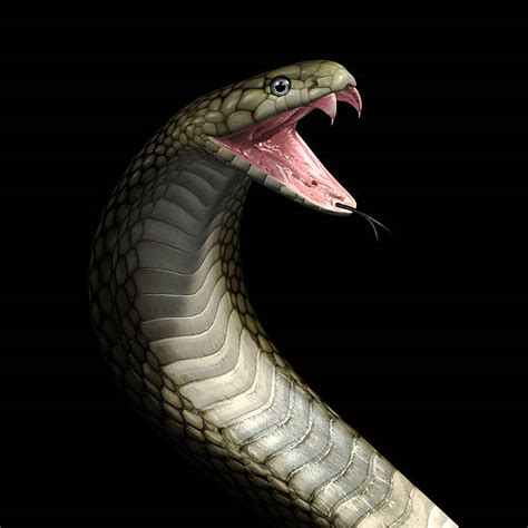 Royalty Free Viper Snake Pictures Images And Stock Photos Istock