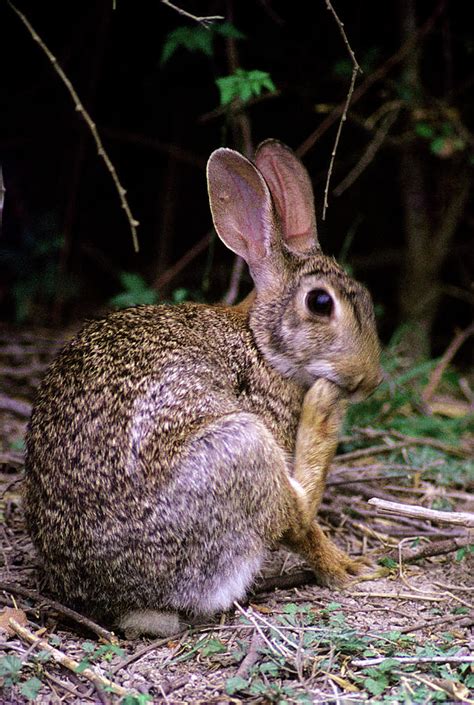 Eastern Cottontail Rabbit Sylvilagus Photograph By Animal Images Fine