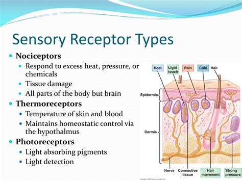 Lecture Peripheral Nervous System Examples Of Sensory Receptors My