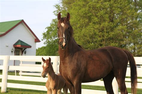 American Saddlebred Horse Farm Tours | Kentucky Tourism - State of ...