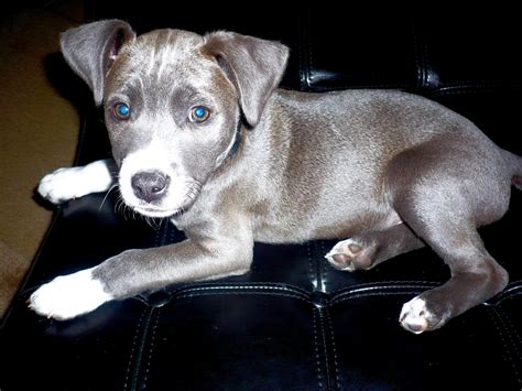 We have the best selection of pure bred puppies in san diego! Pit Bull Puppy Rescue San Diego