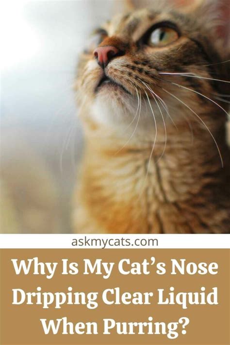 Why Do Cats Noses Get Wet When They Purr