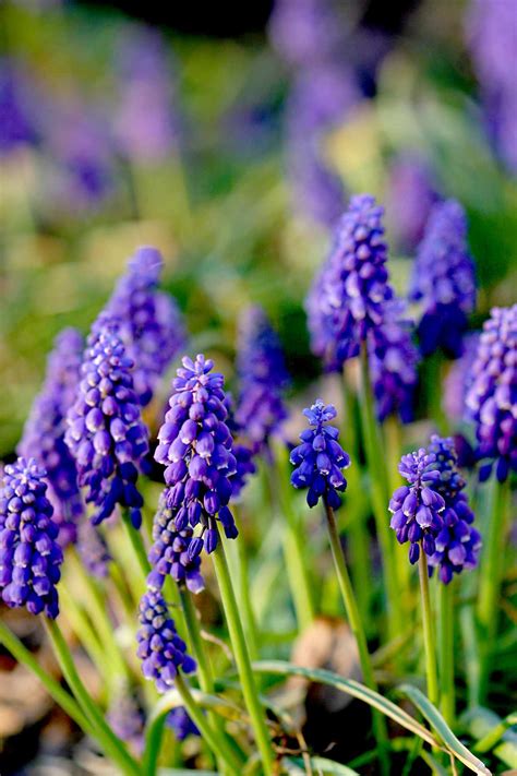 Grape Hyacinth Better Homes And Gardens
