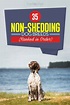 35 Non Shedding Dog Breeds (ranked in order) | Non shedding dog breeds ...