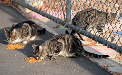 Flea Borne Typhus Outbreak Hits Downtown La Rats Feral Cats And