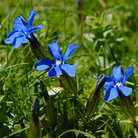 British Wild Plant Gentiana Brachyphylla Short Leaved Gentian