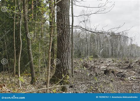 Deforestation Lifeless Part Of The Forest Ecology Stock Image Image