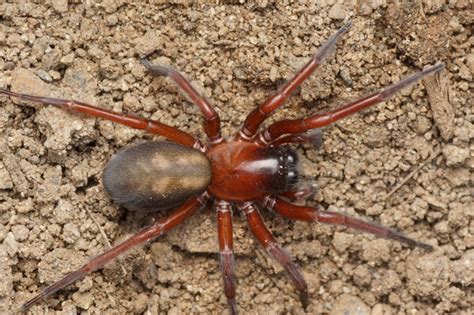 Red Spider Callobius Severus Bugguidenet